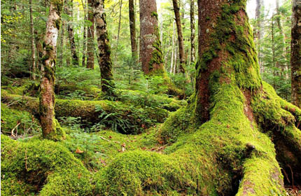 八千穂高原・苔の森