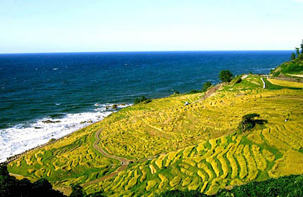 白米千枚田