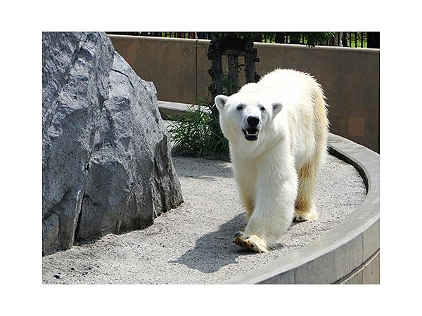 旭川市旭山動物園