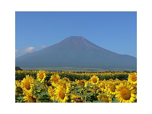 山中湖花の都公園