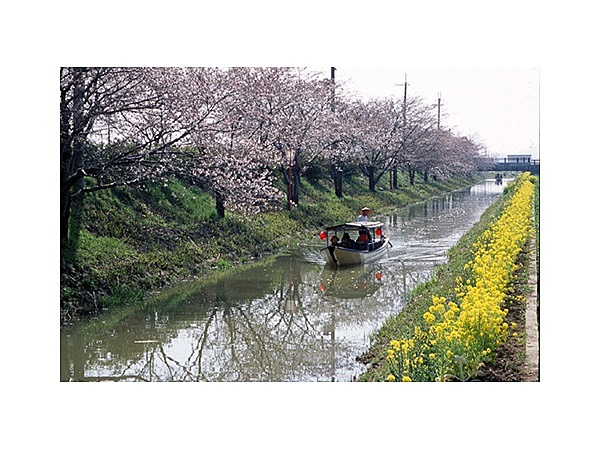 近江八幡水郷めぐり
