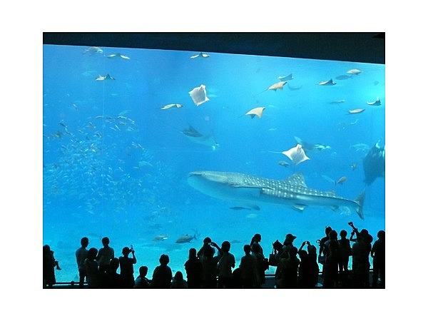 沖縄美ら海水族館