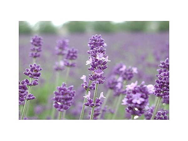 富良野のラベンダー